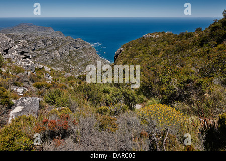 gelbe Blüte einer Fynbos und Ozean hinter Table Mountain National Park, Kapstadt, Western Cape, Südafrika Stockfoto