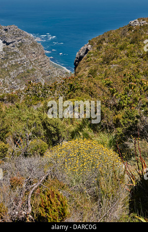 gelbe Blüte einer Fynbos und Ozean hinter Table Mountain National Park, Kapstadt, Western Cape, Südafrika Stockfoto