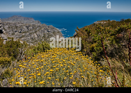 gelbe Blüte einer Fynbos und Ozean hinter Table Mountain National Park, Kapstadt, Western Cape, Südafrika Stockfoto