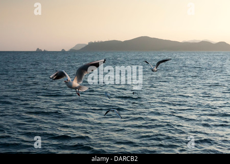 Möwen verschiedener Arten fliegen über Meer in der Nähe von Haeundae, Busan mit Oryukdo Inseln im Hintergrund. Stockfoto