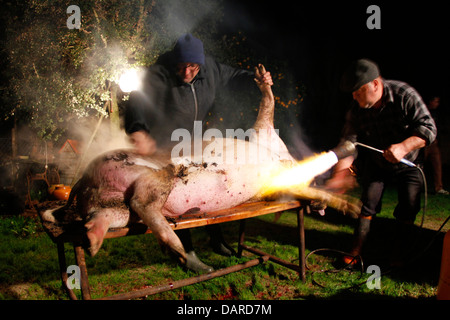 Verschiedene Szenen aus einem traditionellen Schlachtung-Tag in einem Dorf in der spanischen Insel Mallorca. Stockfoto