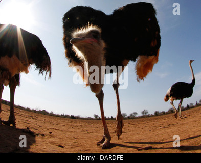 Strauß in ihrer Farm in der Nähe von Ses Salines, auf der spanischen Insel Mallorca zu sehen. Stockfoto