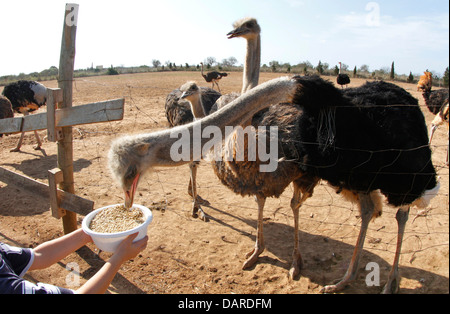 Strauß in ihrer Farm in der Nähe von Ses Salines, auf der spanischen Insel Mallorca zu sehen. Stockfoto