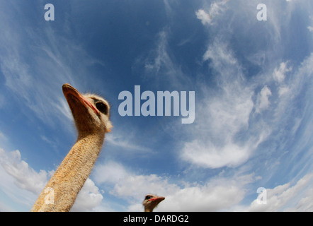Strauß in ihrer Farm in der Nähe von Ses Salines, auf der spanischen Insel Mallorca zu sehen. Stockfoto