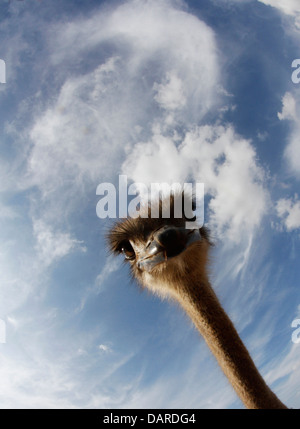 Strauß in ihrer Farm in der Nähe von Ses Salines, auf der spanischen Insel Mallorca zu sehen. Stockfoto