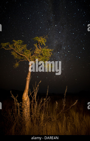 Phantom-Baum (Moringa Ovalifolia) mit nächtlichen Sternen und Milky Way, Sesriem, Namibia. Stockfoto