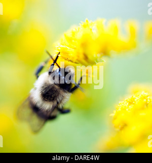 Hellen, bunten Foto eine Hummel auf hellen gelben Goldrute Blüten. Stockfoto