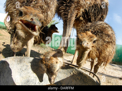 Strauß in ihrer Farm in der Nähe von Ses Salines, auf der spanischen Insel Mallorca zu sehen. Stockfoto