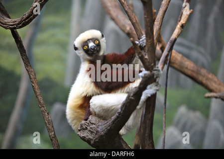 Coquerel Sifaka (Propithecus Verreauxi Coquereli), Lemuren aus Madagaskar, die in den Bäumen lebt. Hier im Bronx Zoo zu sehen. Stockfoto