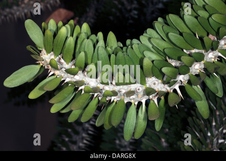 Nahaufnahme der Blätter und Stengel der Dornenkrone / Christus Pflanze / Christus Dorn zeigt Stacheln - Euphorbia Milii - Familie Euphorbiace Stockfoto