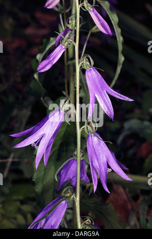 Nahaufnahme von Creeping Bellflower / Blumen Rapunzeln Glockenblumen - Campanula Rapunculoides - Familie Campanulaceae Stockfoto