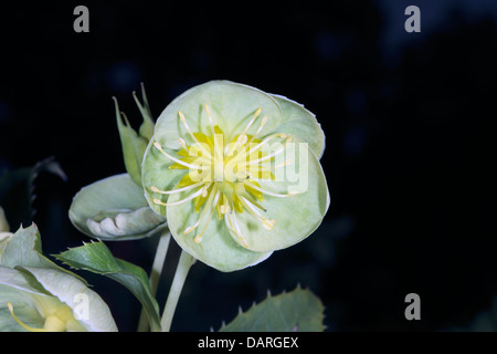 Nahaufnahme der korsische Nieswurz Blumen-Helleborus Argutifolius - Familie Butterblume Stockfoto