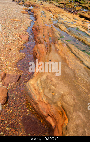 Spittal Strand Sandstein Gesteinsschichten bedeckt in Eisenerz. Spittal, Berwick nach Tweed, Northumberland, England Stockfoto