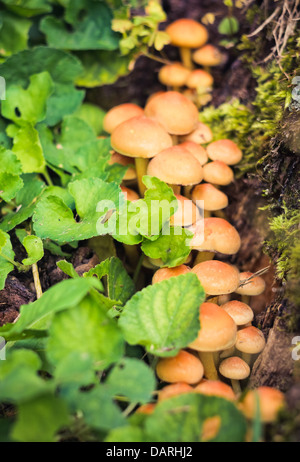 Pilze im Wald Stockfoto