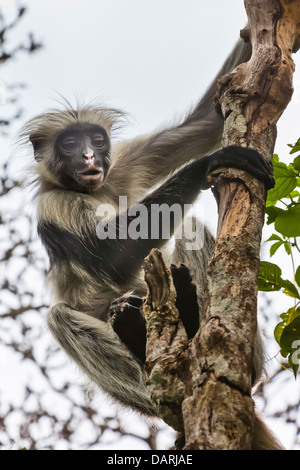 Afrika, Tansania, Sansibar, Jozani Chakwa Bay National Park. Roten Colobus Affen im Baum. Stockfoto