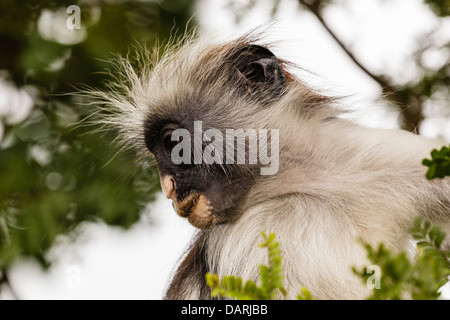 Afrika, Tansania, Sansibar, Jozani Chakwa Bay National Park. Roten Colobus Affen im Baum. Stockfoto