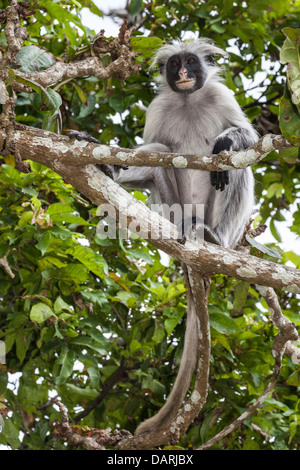 Afrika, Tansania, Sansibar, Jozani Chakwa Bay National Park. Roten Colobus Affen im Baum. Stockfoto