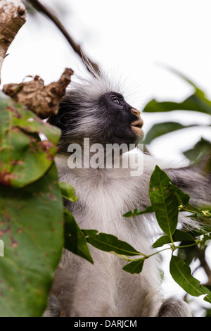 Afrika, Tansania, Sansibar, Jozani Chakwa Bay National Park. Roten Colobus Affen im Baum. Stockfoto