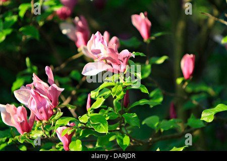 Mulan Magnolie, Tulpen-Magnolie oder Lily Magnolie (Magnolia Liliiflora) Stockfoto