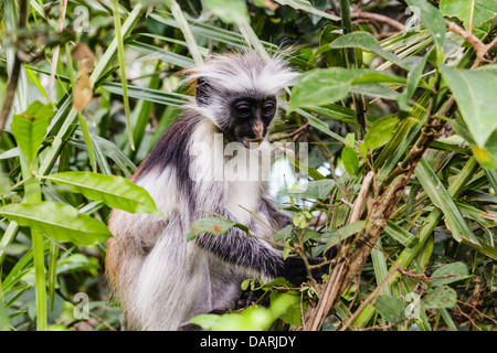 Afrika, Tansania, Sansibar, Jozani Chakwa Bay National Park. Roten Colobus Affen im Baum. Stockfoto