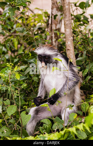 Afrika, Tansania, Sansibar, Jozani Chakwa Bay National Park. Roten Colobus Affen im Baum. Stockfoto