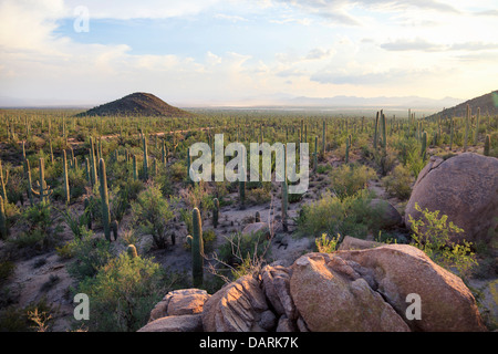 USA, Arizona, Tucson, Saguaro-Nationalpark Stockfoto