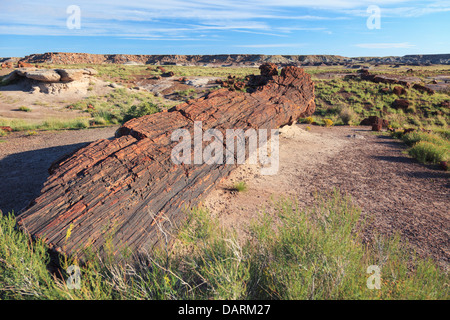 USA, Arizona, Holbrook, Petrified Forest Nationalpark, versteinerte Holz auf Giant Logs Trail Stockfoto