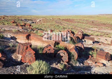 USA, Arizona, Holbrook, Petrified Forest Nationalpark, versteinerte Holz auf Long Logs Trail Stockfoto