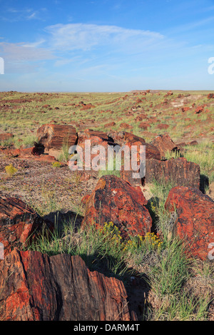 USA, Arizona, Holbrook, Petrified Forest Nationalpark, versteinerte Holz auf Long Logs Trail Stockfoto