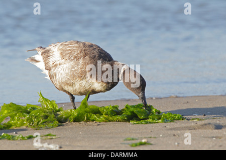 Juvenile Brant Gans essen Algen am Strand Stockfoto