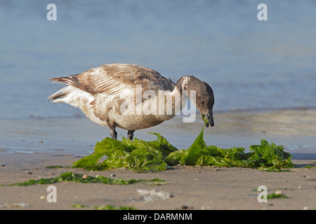 Juvenile Brant Gans essen Algen am Strand Stockfoto