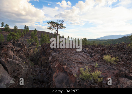 USA, Arizona, Flagstaff, Sunset Crater Nationalmonument, Schlackenkegel und Vulkanlandschaft Stockfoto