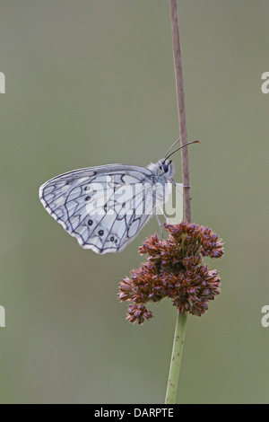 Schlafplatz marmorierte weißer Schmetterling Stockfoto