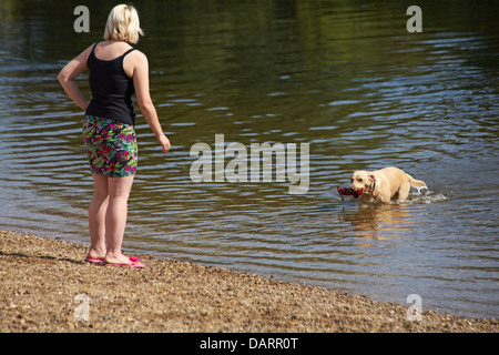 Hund-Stick in Fluss für Eigentümer am Fluss Stour in Dorset kühl zu halten, an einem heißen Sommertag im Juli abrufen Stockfoto