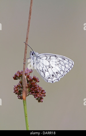 Schlafplatz marmorierte weißer Schmetterling Stockfoto