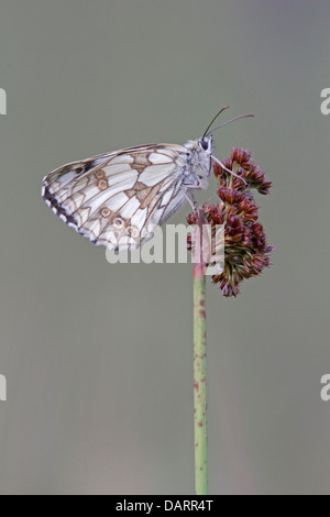 Schlafplatz marmorierte weißer Schmetterling Stockfoto