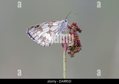 Schlafplatz marmorierte weißer Schmetterling Stockfoto