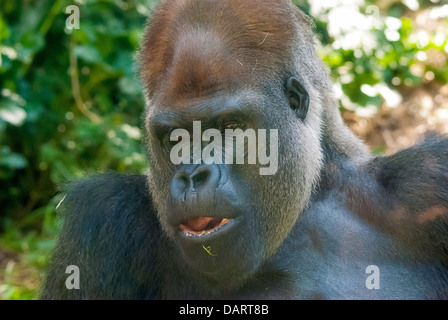 Rigo, ein Silverback Gorilla in einem australischen zoo Stockfoto