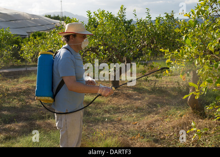 Landarbeiter Sprühen von Pestiziden auf Obstbäumen Stockfoto