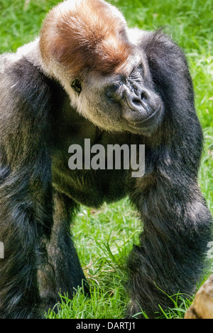 Rigo, ein Silverback Gorilla in einem australischen zoo Stockfoto