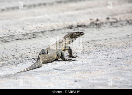 Afrika, Tansania, Serengeti. Rock-Waran, Varanus albigularis Stockfoto