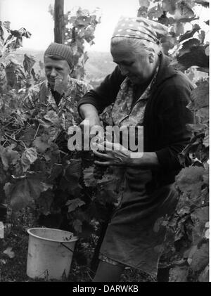 Landwirtschaft, Wein, Jahrgang am Neckar, 60er Jahre, , Zusatz-Rights-Clearences-not available Stockfoto