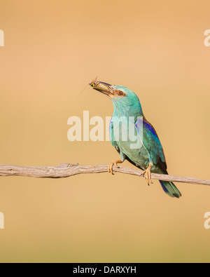 Wilde Blauracke (Coracias Garrulus) ruht auf einem Ast mit einem frisch gefangenen Insekt Stockfoto