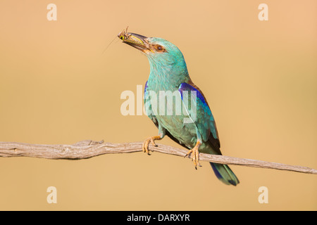 Wilde Blauracke (Coracias Garrulus) ruht auf einem Ast mit einem frisch gefangenen Insekt Stockfoto