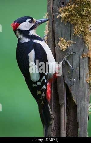 Nahaufnahme eines wilden Mannes große beschmutzt Specht (Dendrocopos großen) ernähren sich von einem alten bemoosten Holzzaun Post, Lee Valley, UK Stockfoto