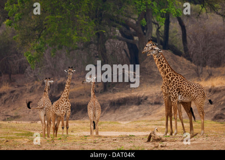 Netzartige Giraffe, Luangwa-Tal, Sambia. Stockfoto