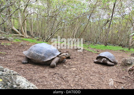 Galapagos Schildkröte, Riesenschildkröten, Chelonoidis Nigra, Floreana Insel, Galapagos-Inseln, Ecuador Stockfoto