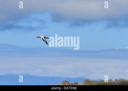 Rot-Billed Tropicbird Phaeton Aethereus, Floreana Insel, Galapagos-Inseln, Ecuador Stockfoto