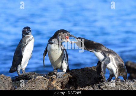 Galápagos-Pinguin, Spheniscus Mendiculus, Bartolome Insel, Galapagos-Inseln, Ecuador Stockfoto