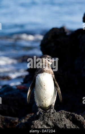 Galápagos-Pinguin, Spheniscus Mendiculus, Bartolome Insel, Galapagos-Inseln, Ecuador Stockfoto